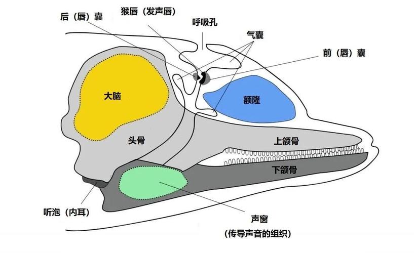 【正经科普】| 海豚聊天自带表情包?