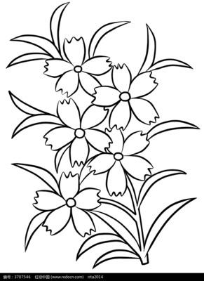 午时花简笔画又好看又简单