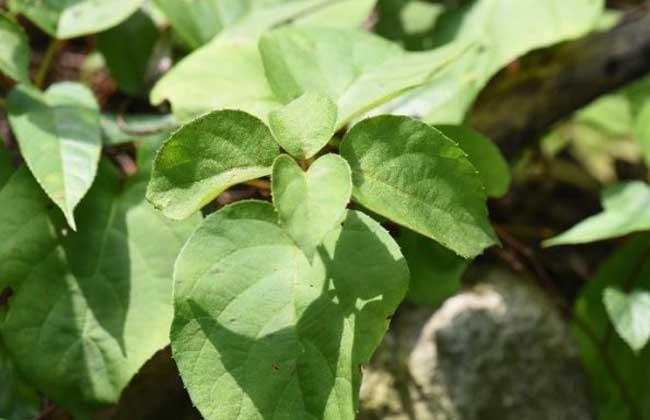 钻地风的功效与作用,有舒筋活络的功效-沧州明洁药用