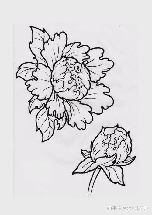 干货| 速写· 牡丹花#美术#速写