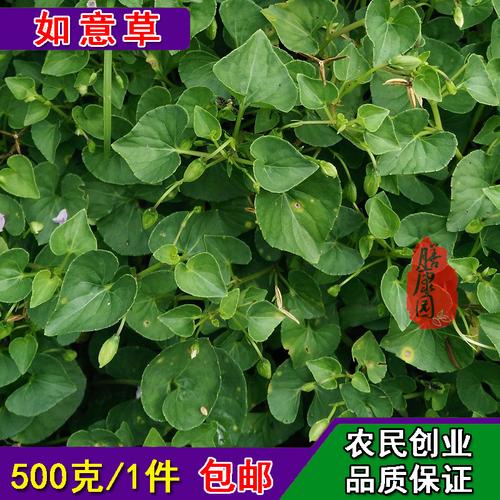 野生白犁头草心叶堇菜玉如意地丁小鸡花野堇菜光瓣光萼堇菜白三百_7折