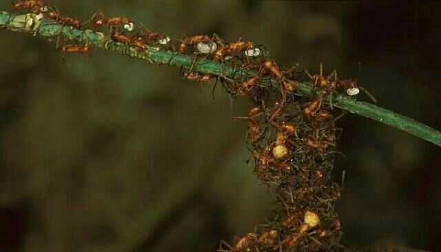 凭什么工蚁没有生育能力,蚁后却有?