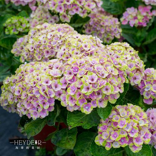 购客海蒂 花园魔幻珊瑚可调色直立大花绣球株型紧凑适合阳台新手植物