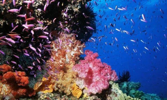 自1995年以来,全球气候变暖已经导致大堡礁损失了一半珊瑚.