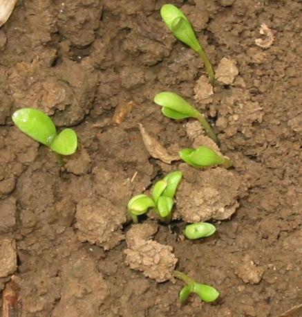 123金的精油芳疗贴,每日更新各种diy精油配方(乳液