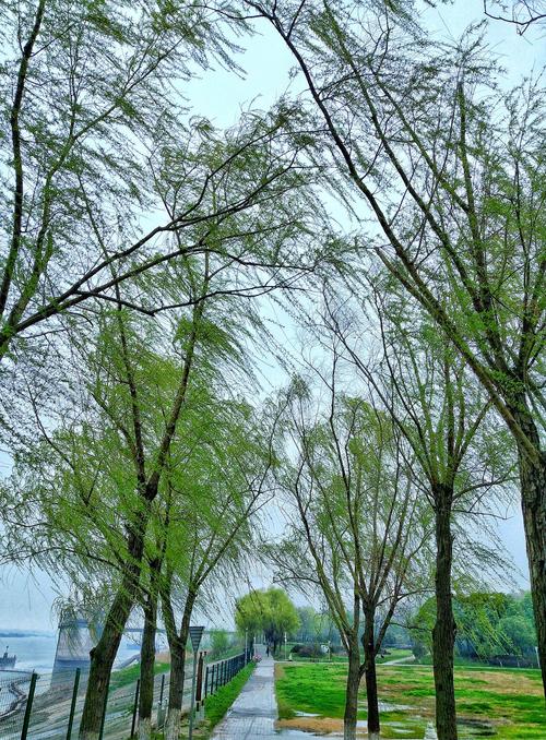 斜风细雨锁堤柳