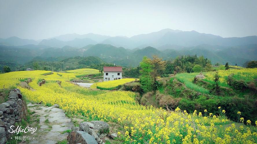 北山村油菜花!