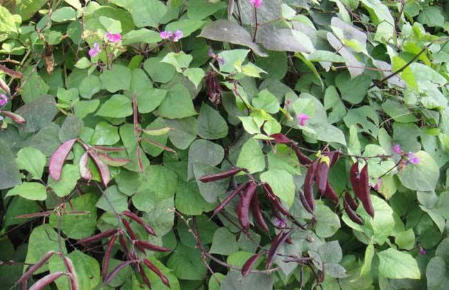 农村菜园子种植扁豆角,什么时候种植适宜呢,扁豆种植管理