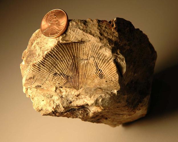 三叶虫和腕足动物是寒武纪最常见的动物,上图为这两类动物的化石