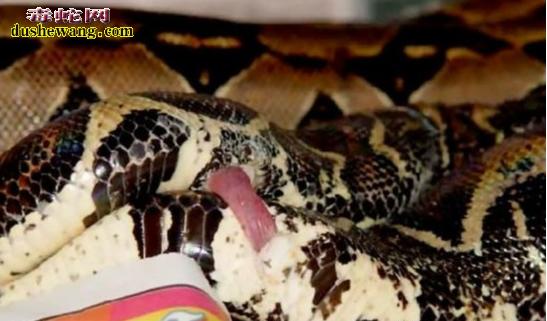 雄蛇的交接器图片