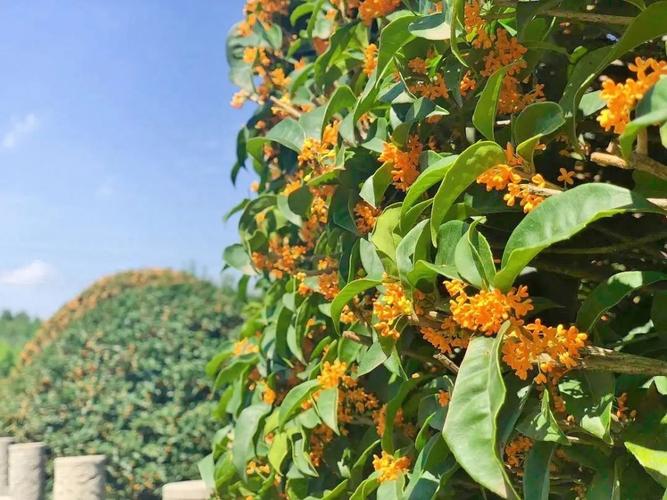 园博园万株桂花绽放闻香赏桂正当时