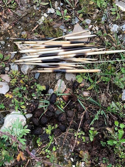 甘南阿夏,美丽的森林里满地豪猪刺