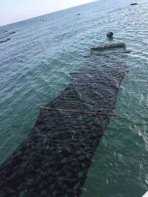 收获海里紫菜,看看这海水.