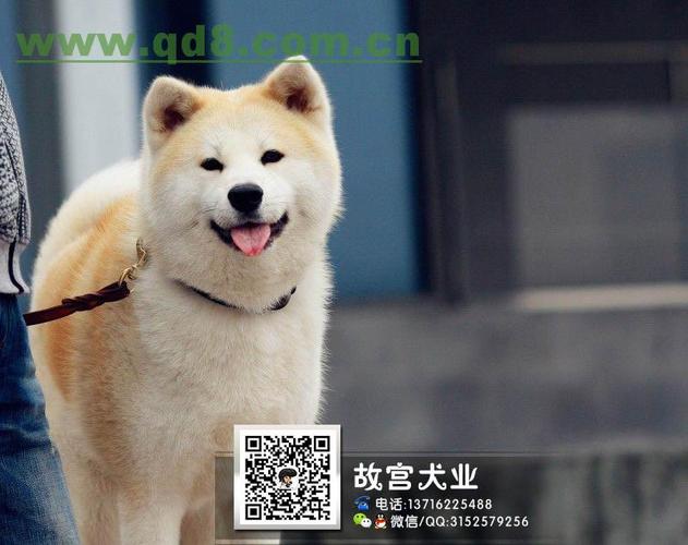 忠诚秋田八公犬故宫犬业整体大的秋田幼犬三个半月