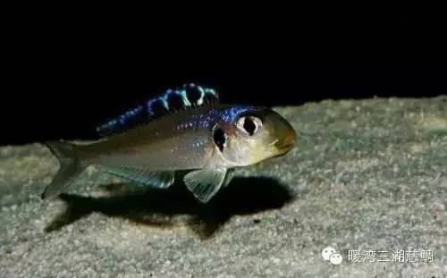 沙居精灵 - 底栖三湖鱼