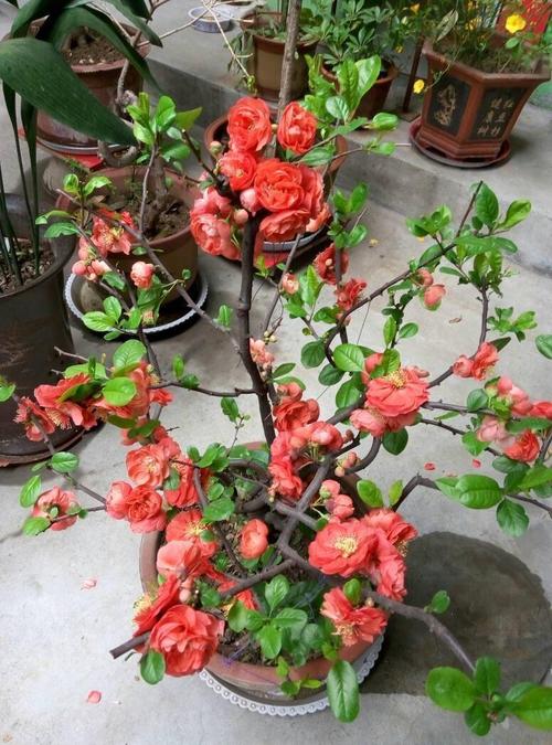 海棠有着极其丰富的品种类型,文章里道不尽说不完.