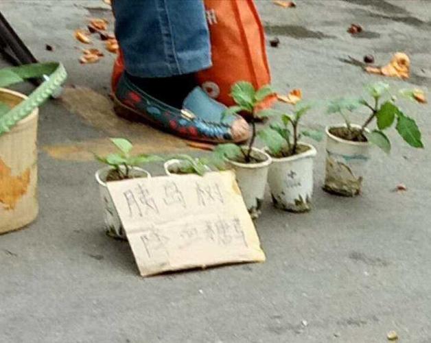 胰岛树,了解一下!