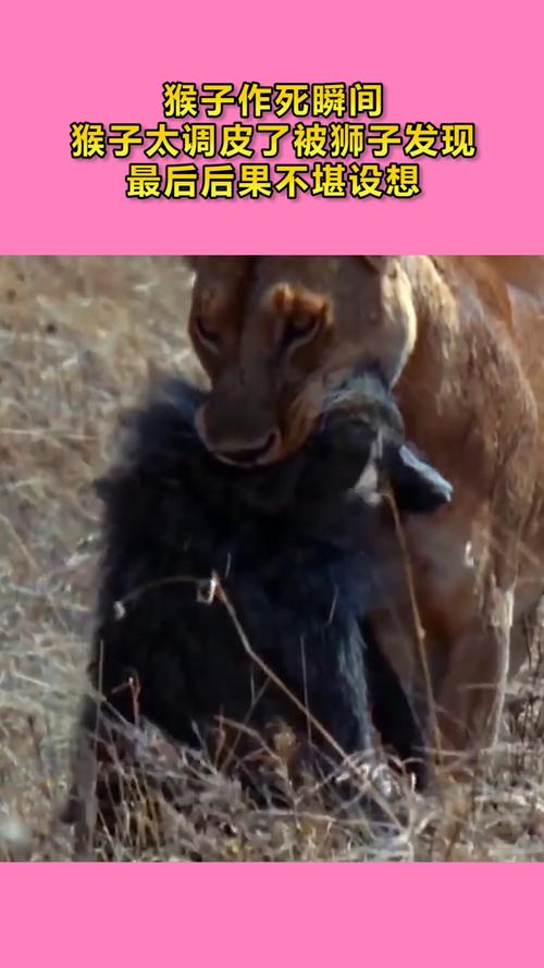 猴子作死瞬间,猴子太调皮了被狮子发现,最后后果不堪设想!