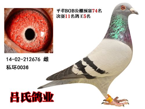 吕氏鸽业精品私环种鸽