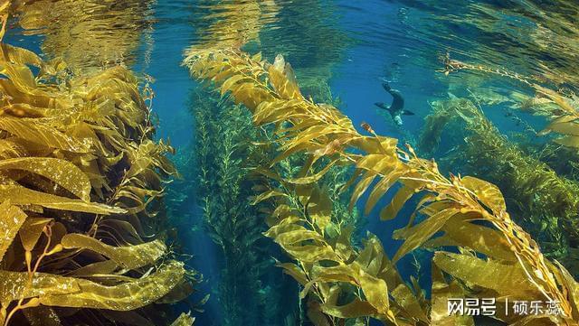 亚洲裙带菜入侵全球,在中国都不够吃,在美国却泛滥成灾