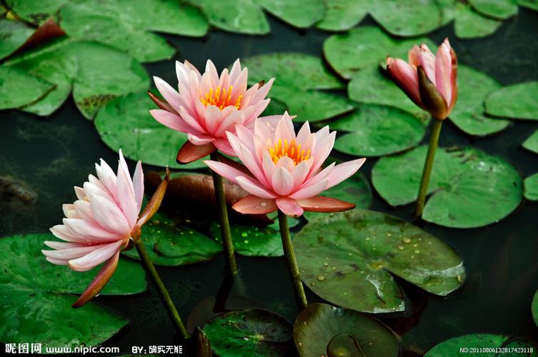 粉色的莲花图片