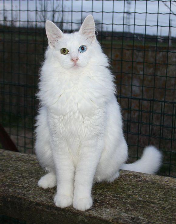 安哥拉猫生病有哪些症状?安哥拉猫生病常见的症状