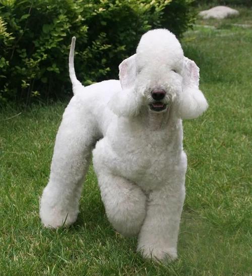 每日一犬贝灵顿梗