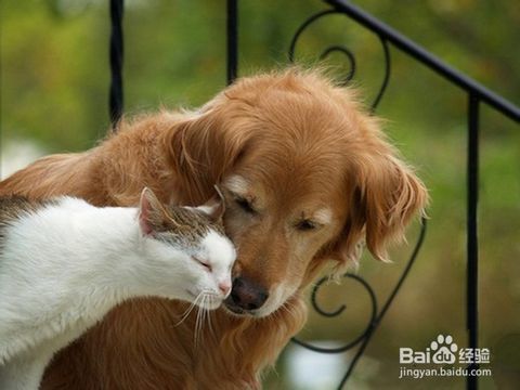 猫和狗能一起养吗?猫狗如何相处