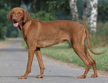 原产地:南斯拉夫,相信任何人都会对一身白底黑点的大麦町犬留下深刻的