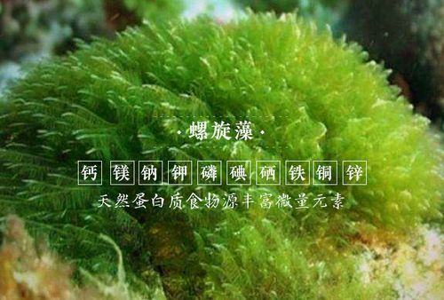 螺旋藻酒原来有这么多好处!
