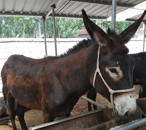 一只驴是怎么死的