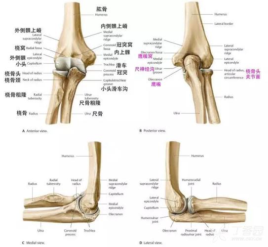 肘关节最全解剖总结(精美图集)俱乐部3