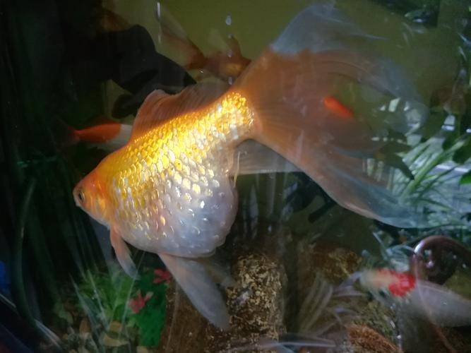 大金鱼96要生小鱼宝宝啦! - 美篇