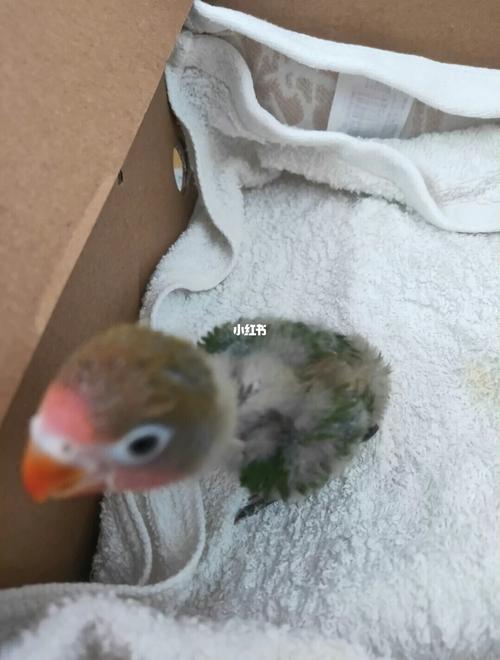 牡丹鹦鹉雏鸟22天,乖巧可爱,萌萌的眼睛98,摸摸头就