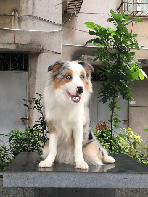 【家长分享】佛山一岁时的熊大～_边境牧羊犬_宠物_三色陨石边牧_宠物
