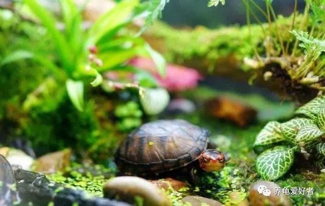 原创乌龟最害怕的几样东西你都晓得了