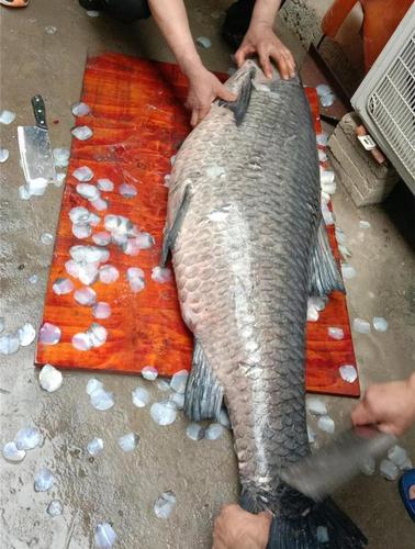 福州钓友钓获一条大青鱼,胸围如腰粗!有人惦记上了它的"鱼鳞"