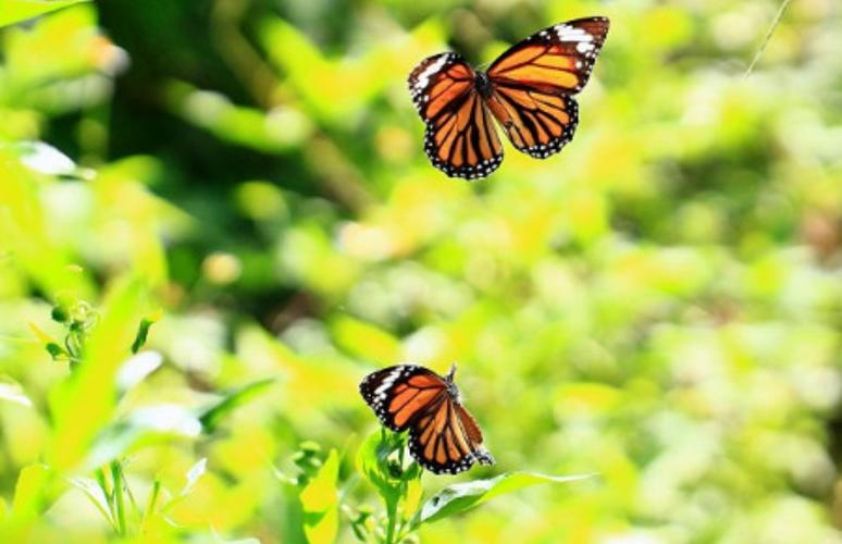 动物百科: 黑脉桦斑蝶