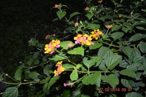 七姐妹之花又名"七星花"