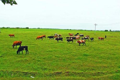 畜牧绿色有机养殖技术和推广