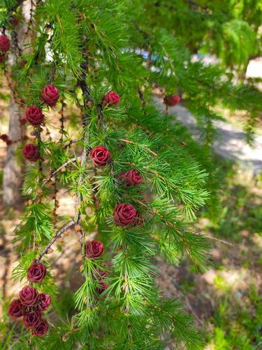 你有没有见过松树开花,震撼你的双眼?