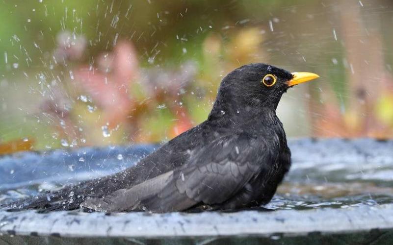 【观鸟日记·乌鸫】洗澡澡