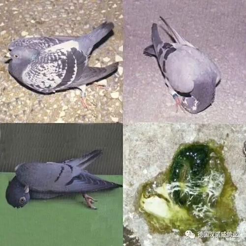 首页 客户案例 > 赛鸽新城疫的防治   典型症状:发病初期,少数鸽子在