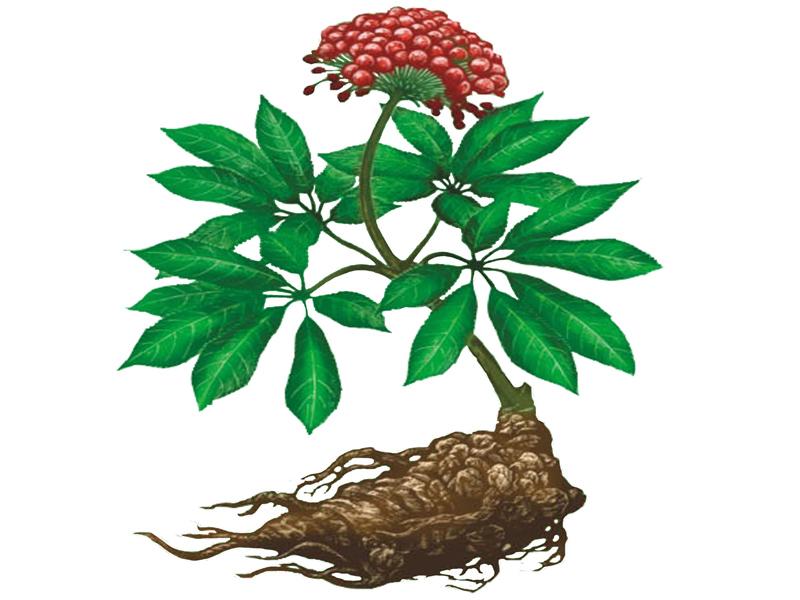 三七树是什么样子