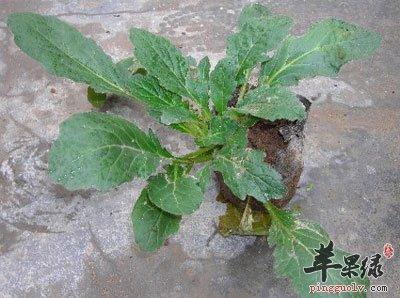 白毛夏枯草的功效与作用