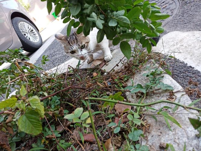 可爱的小猫咪竟然在吃草