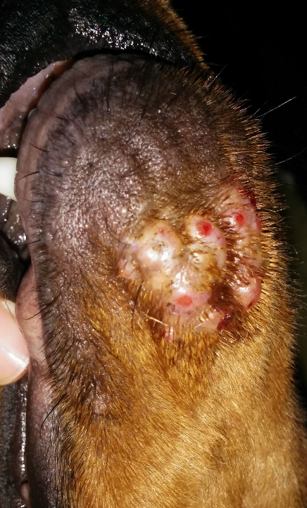 狗狗的下巴上长了一些脓包