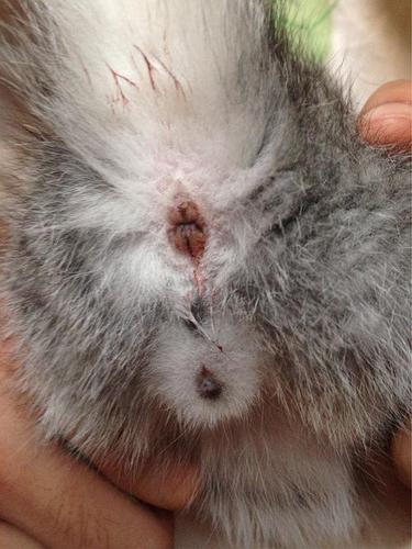 求鉴别二个月的猫咪公母