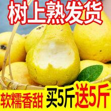 正宗东北花盖梨9斤新鲜应当季现摘辽宁南果软梨水果冻梨整箱包邮