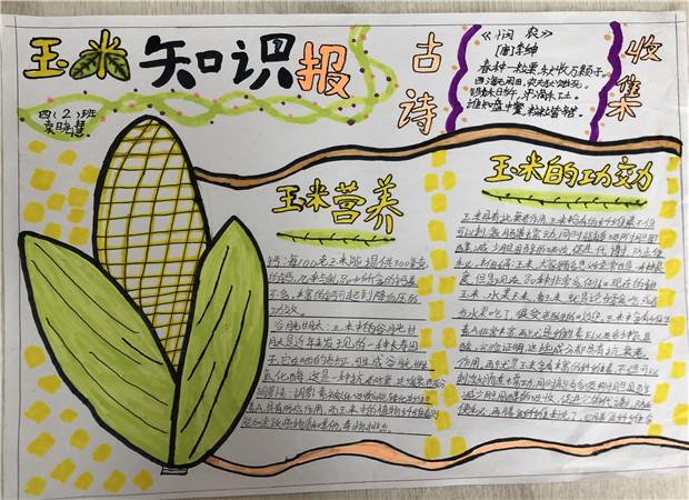 玉米的生长过程是什么样子的?生长环境有什么